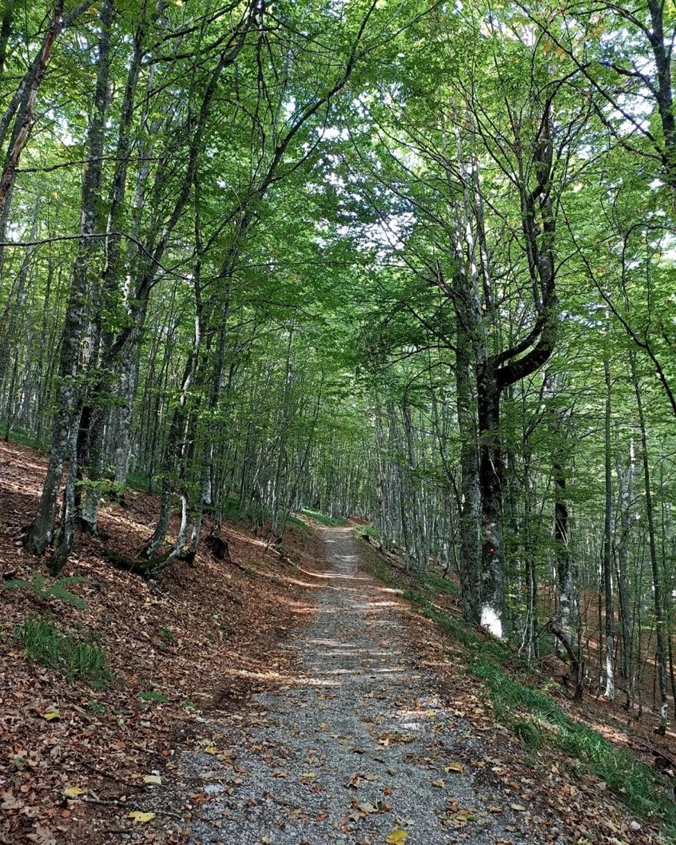 Fotografija bukove šume u ljetnom periodu