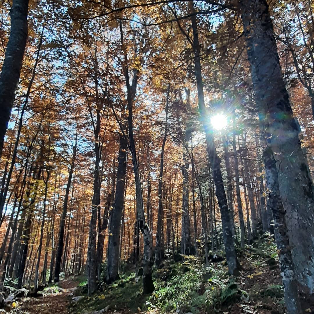 Fotografija bukove šume u jesen