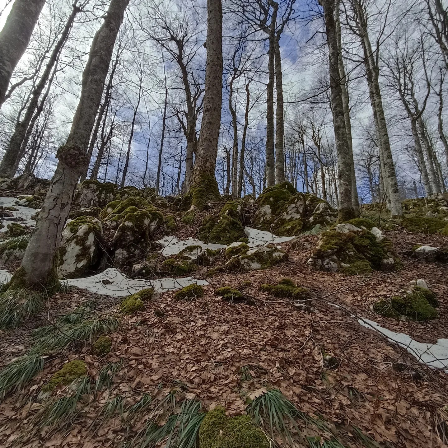 Fotografija bukove šume u rano proljeće