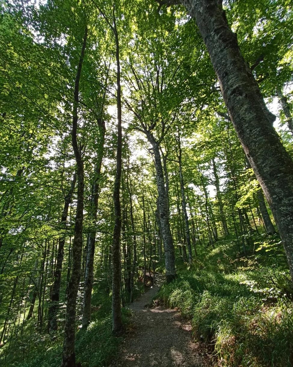 Šetnica kroz bukovu šumu u ljetnom periodu