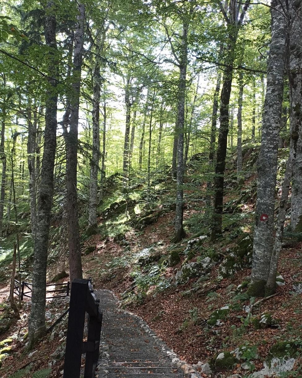 Šetnica kroz bukovu šumu u ljetnom periodu