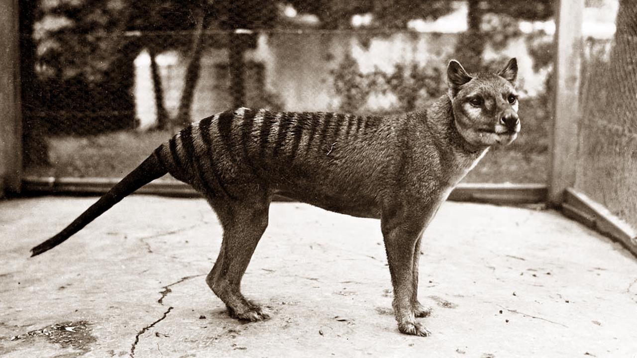 Thylacine - Tasmanijski tigar ili vuk