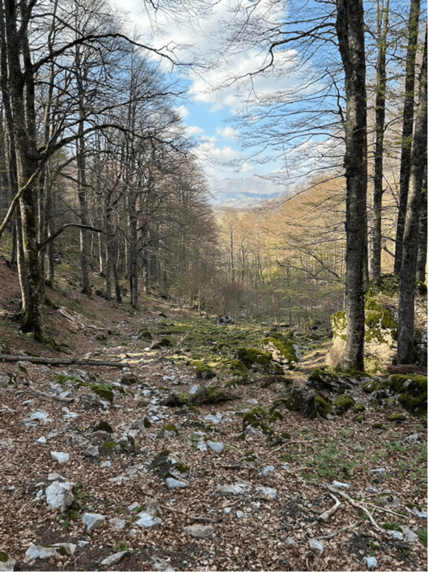 Šuma prema Sinanovićima