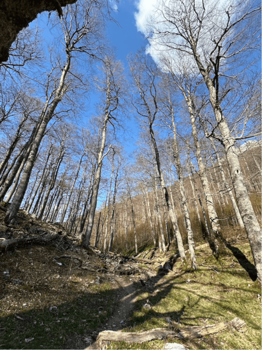 Šuma prema Sinanovićima