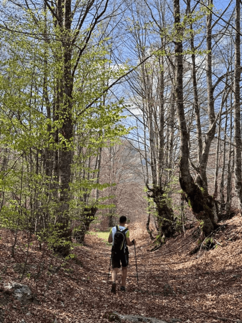 Šuma na putu prema vrhu Drstva