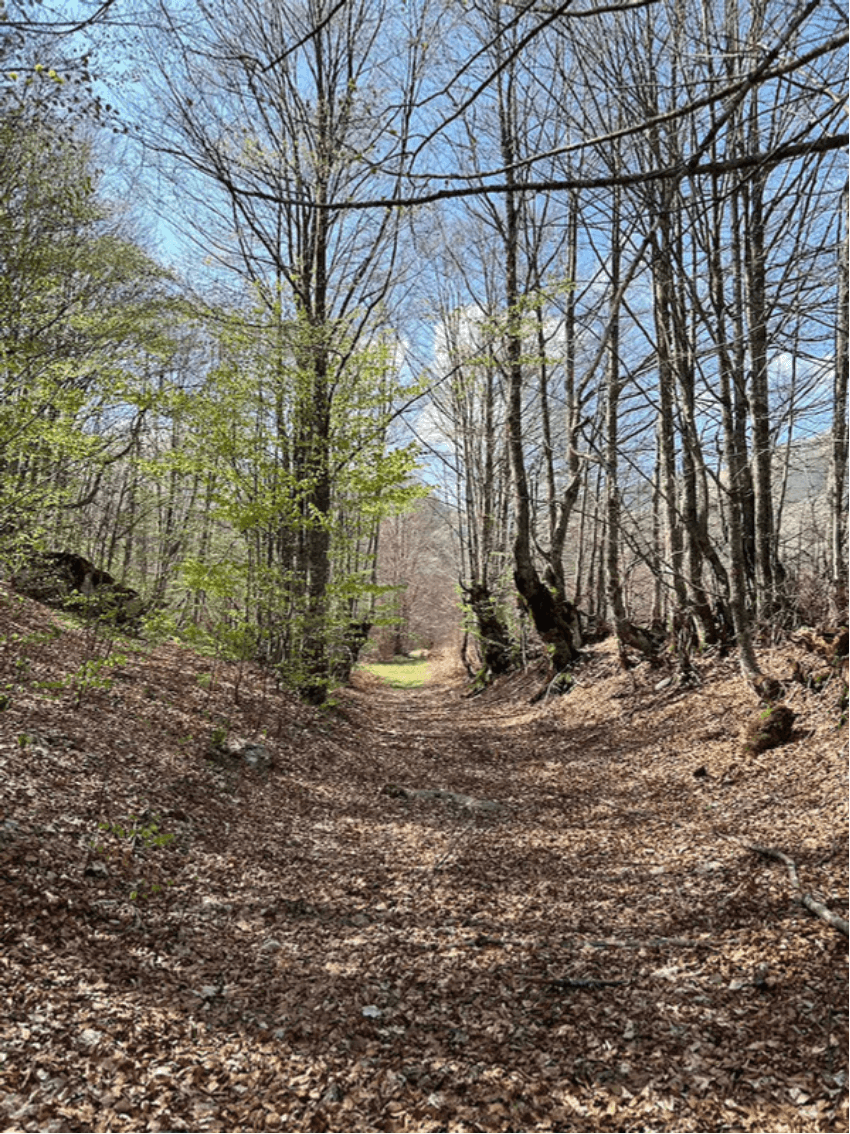 Šuma na putu prema vrhu Drstva